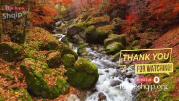 [ID: 4YoalnL7SeA] Youtube Automatic