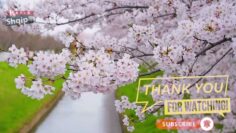 [ID: b16Zsw-PYtU] Youtube Automatic