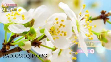 [ID: eZdFgTsWmeY] Youtube Automatic