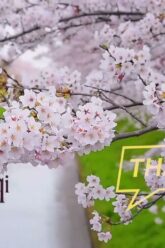 [ID: hZuTqYmchzw] Youtube Automatic