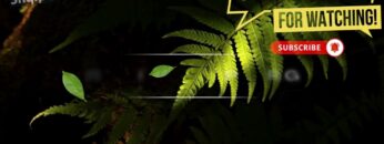 [ID: MS6pNbr9BkU] Youtube Automatic