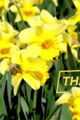 [ID: U4SHYTRrNr0] Youtube Automatic