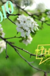 [ID: wEclHCWj0nE] Youtube Automatic