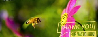 [ID: W_zkBlmJbiQ] Youtube Automatic