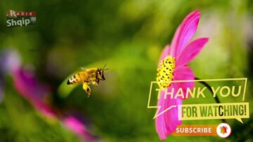 [ID: W_zkBlmJbiQ] Youtube Automatic