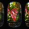 [ID: MWvDtGw4kLE] Youtube Automatic