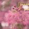 [ID: naDYX7nRd4Y] Youtube Automatic