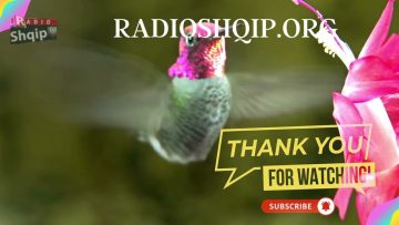 [ID: YvuvogPVanQ] Youtube Automatic